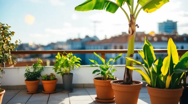 bananier terrasse